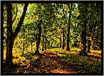 Droga, Przebijające Światło, Park