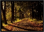 Droga, Przebijające, Światło, Park