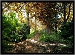 Las, Dróżka, Ławeczka