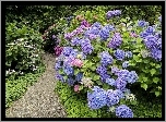 Ogród, Dróżka, Kwiaty, Hortensje