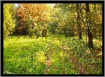 Park, Dróżka, Drzewa, Trawa, Jesień, Kolorowe, Liście