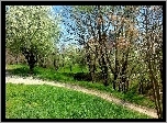 Trawa, Dróżka, Drzewa