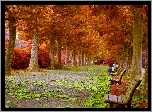 Drzewa, Kolorowe, Liście, Park, Alejka, Ławki