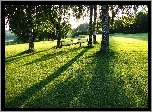 Drzewa, Brzozy, Trawa, Ławeczki, Park