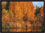 Jesień, Drzewa, Brzozy, Krzewy, Jezioro