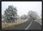 Droga, Drzewa, Zima