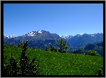 Góry, Drzewa, Łąka