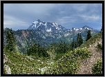 Stany Zjednoczone, Stan Waszyngton, Góry Mount Shuksan, Las, Drzewa, Park Narodowy Północnych Gór Kaskadowych