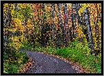 Droga, Zakręt, Kolorowe, Drzewa, Las, Jesień