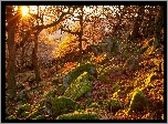 Jesień, Wschód słońca, Las, Drzewa, Omszałe, Kamienie, Park Narodowy Peak District, Hrabstwo Derbyshire, Anglia
