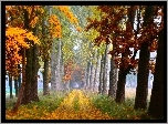Jesień , Drzewa , Liście