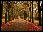 Jesień, Drzewa, Park