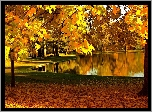 Park, Drzewa, Ławki, Liście, Staw, Słoneczna, Złota, Jesień