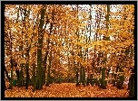 Jesień, Drzewa, Park