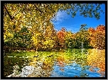 Drzewa, Kaczki, Jezioro, Jesień