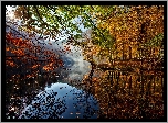 Jezioro, Drzewa, Liście