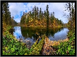 Jezioro, Drzewa, Roślinność
