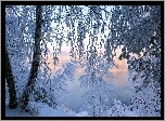 Jezioro, Drzewa, Zima