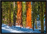 Zima, Las, Drzewa, Sekwoje, Kalifornia, Park Narodowy King Canyon, Stany Zjednoczone