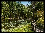 Kładka, Drzewa, Jezioro