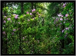 Las, Drzewa, Krzewy, Rododendrony, Ścieżka