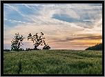 Drzewa, Pole, Ślady, Samolotów