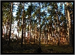 Las, Drzewa, Cień