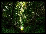 Las, Drzewa, Ścieżka