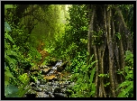 Las, Drzewa, Potok, Rzeka, Omszałe, Kamienie, Dżungla