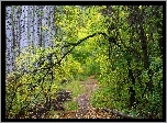 Las, Drzewa, Jesień