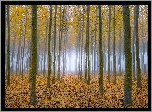 Las, Drzewa, Topole osikowe, Liście, Mgła, Jesień