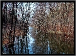 Las, Drzewa, Jezioro