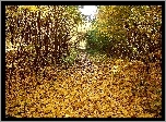 Las, Drzewa, Liście