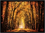 Las, Drzewa, Droga, Jesień, Opadłe, Pożółkłe, Liście