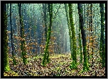 Las, Drzewa, Omszałe