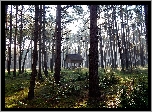 Las, Drzewa, Paśnik