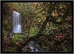 Las, Wodospad, Omszałe, Pnie, Drzewa, Rezerwat przyrody, Columbia River Gorge, Stan Waszyngton, Stany Zjednoczone