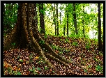 Las, Drzewa, Rośliny