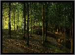 Las, Drzewa, Rów