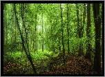 Las, Drzewa, Strumyczek