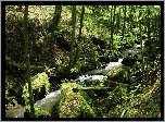 Las, Drzewa, Strumyk