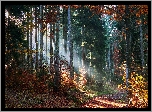 Las, Drzewa, Krzewy, Jesień, Ścieżka, Przebijające światło