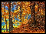 Drzewa, Nad Jeziorem, Opadłe Liście, Park