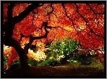 Drzewa, Kolorowe, Liście, Jesień