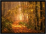 Las, Drzewa, Jesień, Pochylona, Gałąź, Ścieżka, Opadłe, Liście