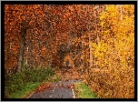 Jesień, Drzewa, Liście, Droga, Park