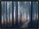 Drzewa, Las, Mgła, Ścieżka
