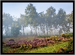 Anglia, Hrabstwo Derbyshire, Obszar wyżynny Stanton Moor, Park Narodowy Peak District, Drzewa, Brzozy, Wrzosowisko, Mgła, Świt
