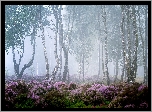 Drzewa, Las, Brzozy, Mgła, Wrzosowisko, Wrzosy, Park Narodowy Peak District, Hrabstwo Derbyshire, Anglia