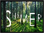 Las, Drzewa, Napis, Summer, Lato